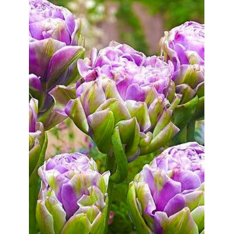 Тюльпан многоцветковый "Вайолет Прана" (Violet Prana) 3шт в упаковке (размер 12\+)