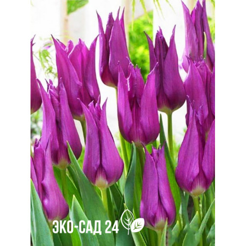 Тюльпан лилиецветный "Пёрпл Дрим" (Purple Dream) 3шт в упаковке (размер 12\+)