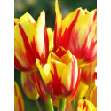 Тюльпан многоцветковый "Микс" (Multiflowering Mix) 3шт в упаковке (размер 11\12)